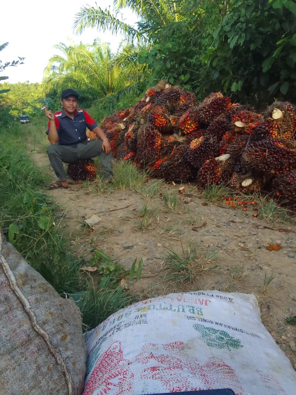 Rata - rata masyarakat desa kapa seusak menam kelapa sawit berikut photo masyarakat memanen sawit